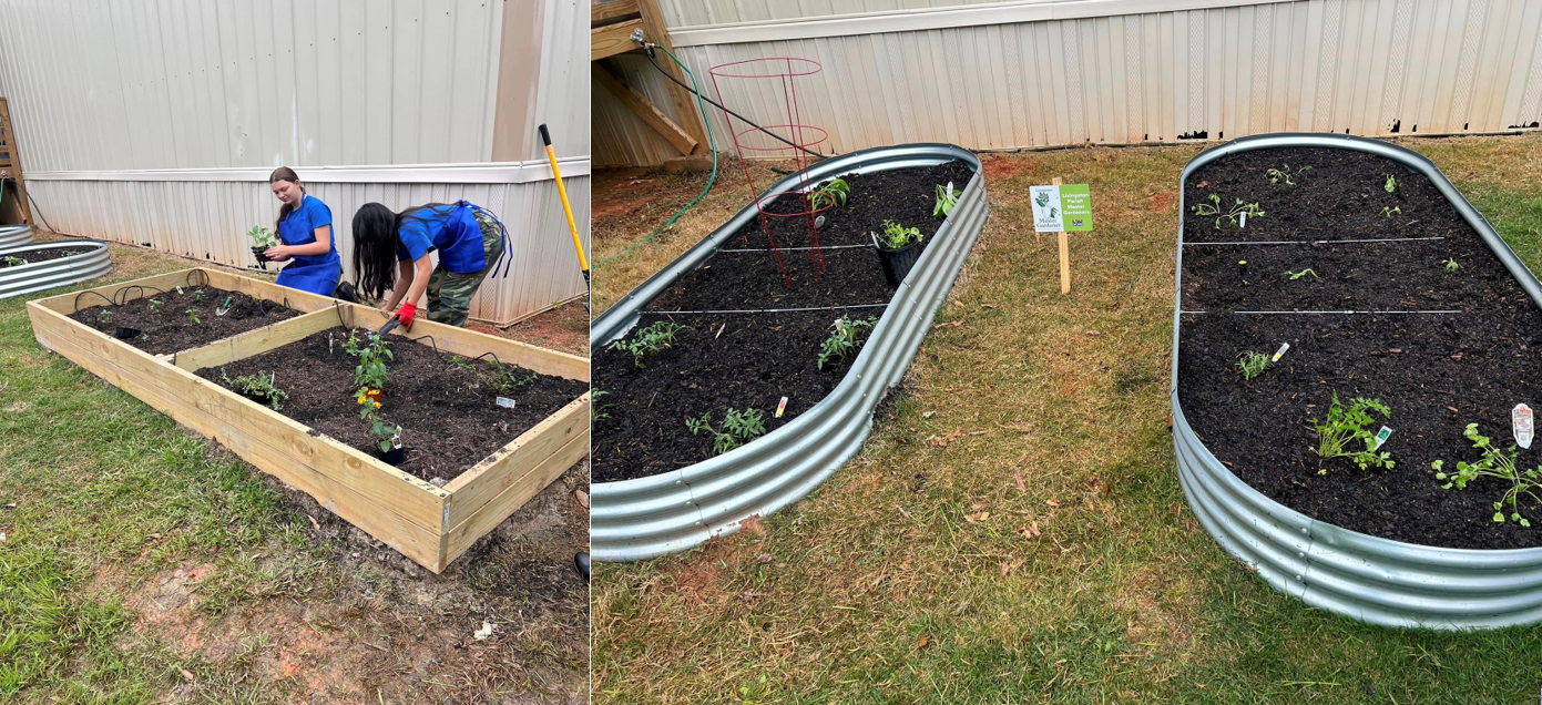 Left: Two people installing vegetables in raised bed. Right: A couple of metal containers with plants in it.